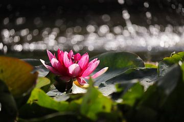 Water lily by Jamayla Zimmer