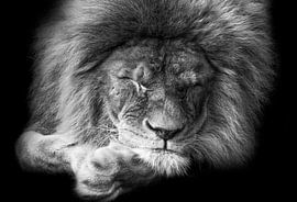 Black and white portrait sleeping lion by Michar Peppenster