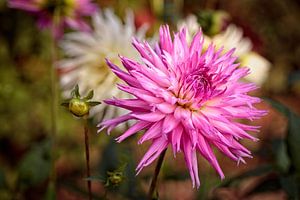 Dahlia sur Rob Boon