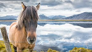 Cheval islandais sur Niels Hemmeryckx