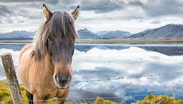 Icelandic Horse by Niels Hemmeryckx