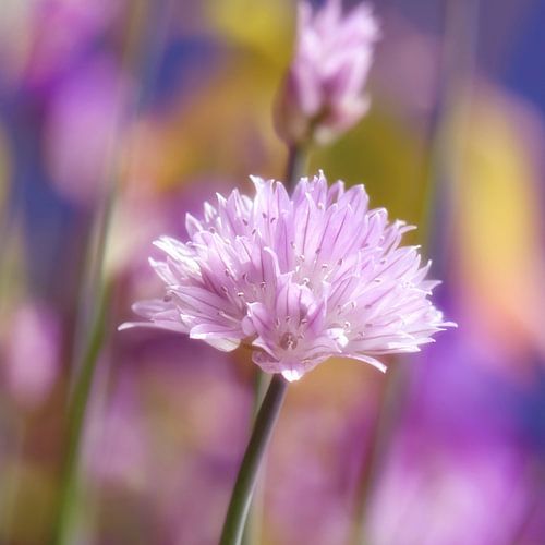 Allium van Violetta Honkisz