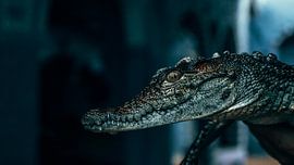 Krokodil von matt landsman