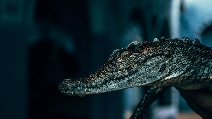 crocodile by matt landsman