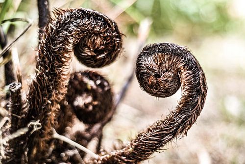 Decorative plant three branches