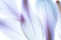 Magnolia petals abstraction macro blue by Dieter Walther thumbnail