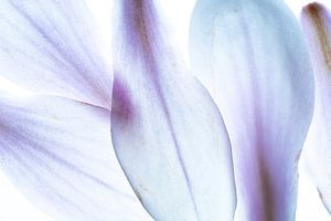 Magnolie Blütenblätter Abstraktion Makro  blau