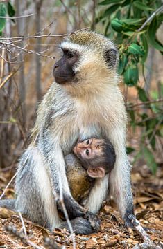 vervet monkey, Kenya, by Jan Fritz