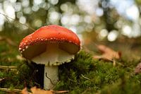 Herfst in het bos!