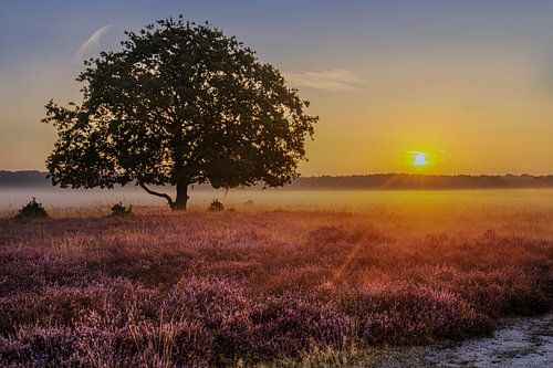 Blooming Bussummer heath at sunrise