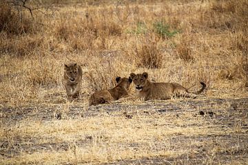 Wildlife Tanzania, cubs by Megan Schouten