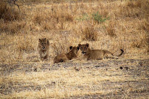 Wildlife Tanzania, cubs
