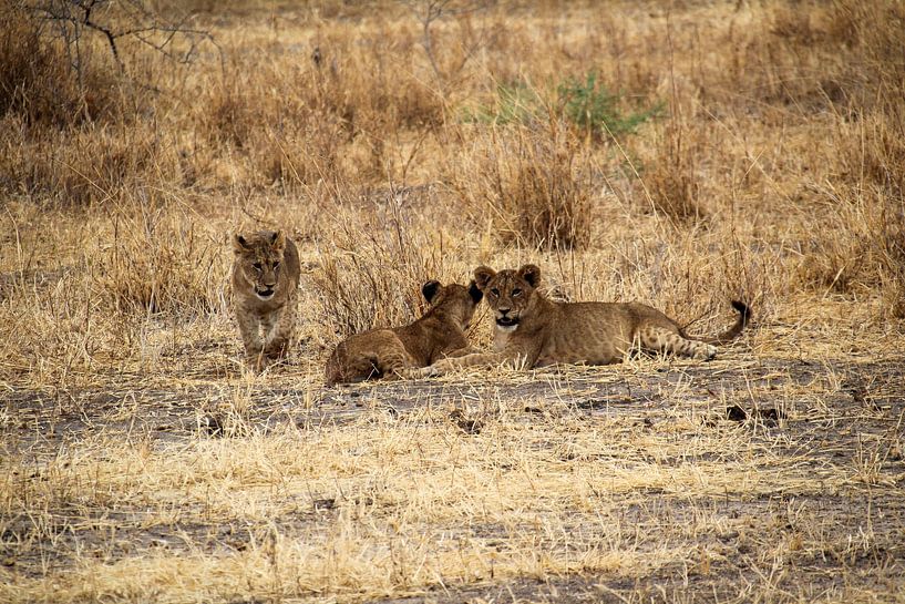 Faune et flore de Tanzanie, oursons par Megan Schouten