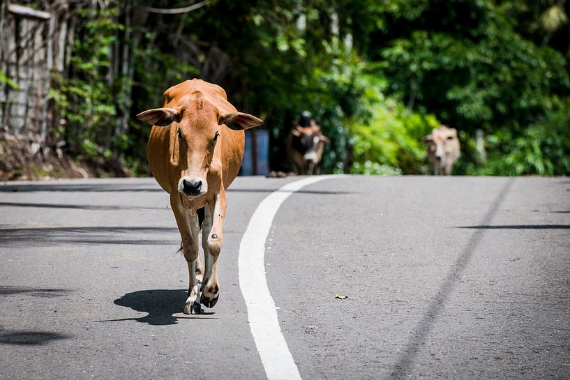 cow in the street by Corrine Ponsen