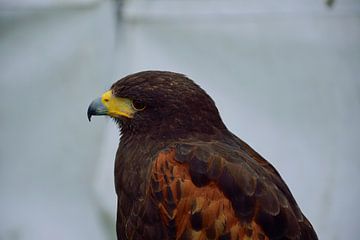 Beautiful hawk by Frank's Awesome Travels