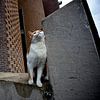 Katze im Rathaus von Utrecht von Robert van Willigenburg