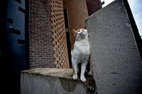Poes bij Utrechts stadhuis