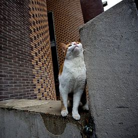 Katze im Rathaus von Utrecht von Robert van Willigenburg