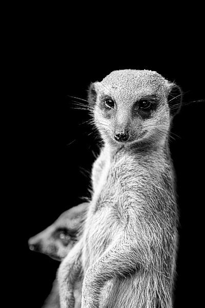 Meerkat by Tom Van den Bossche