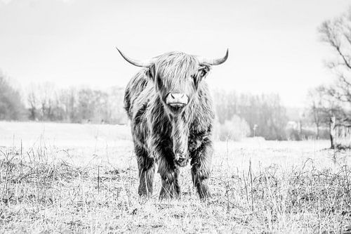 Le Highlander écossais dans l'herbe