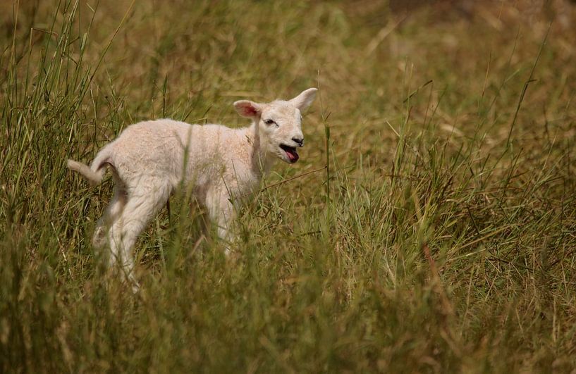 Lamb by Frank Smedts