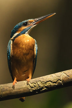 Eisvogel auf einem Ast