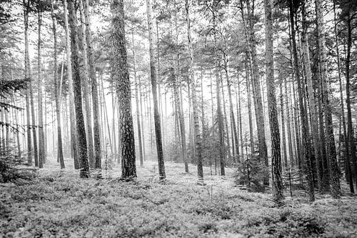 Door het bos