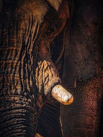 Loxodanta Africana_SQ van Loris Photography