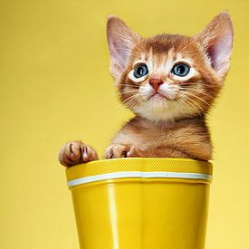 fira arfamma Profilfoto