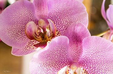 A Symphony of Petals and Light