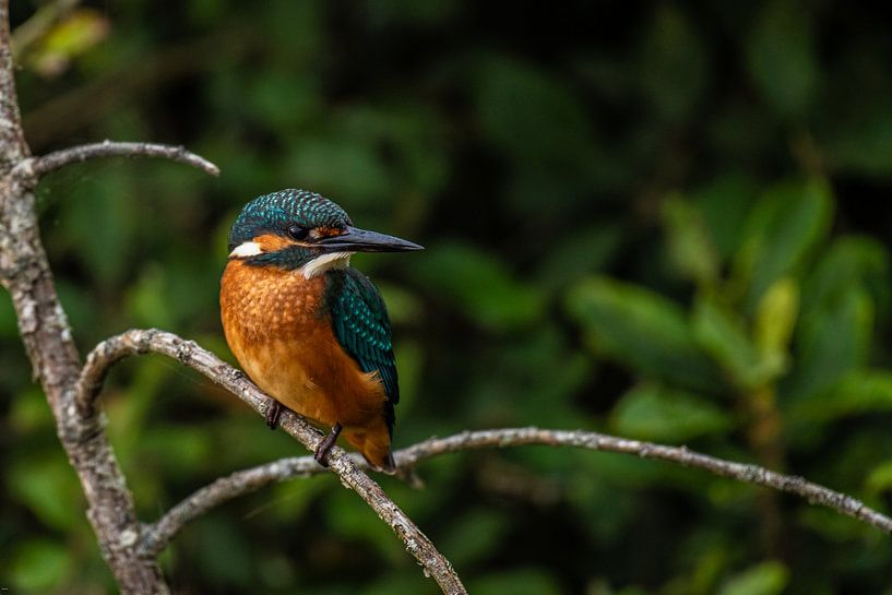 Kingfisher on a branch. by Brian Morgan