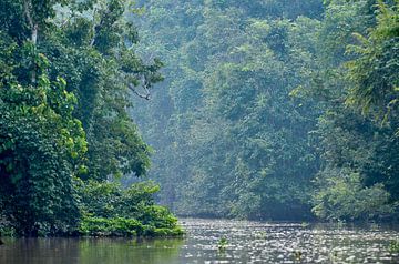 Rivière dans la forêt tropicale de Bornéo sur Martin Jansen