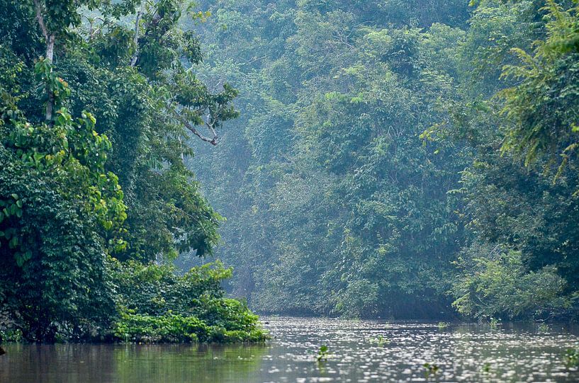 River in rainforest in Borneo by Martin Jansen