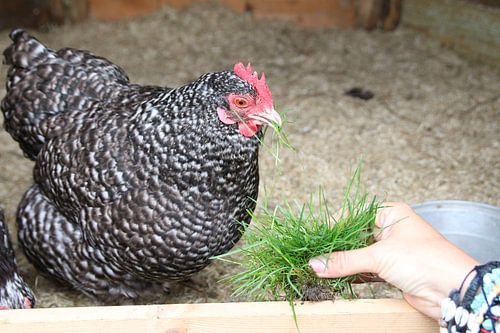 Kip gevoed met lente gras