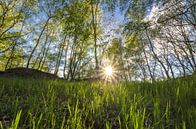 Spring Forest van Steffen Gierok thumbnail