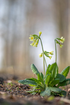 Slender primrose