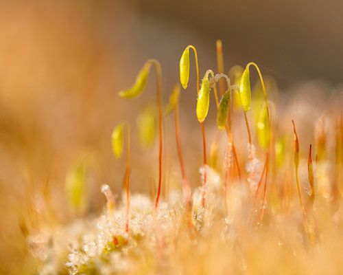 Knikmos na een nachtvorst