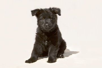 Schatige zwarte Duitse herder pup van Michar Peppenster