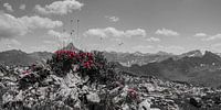 Alpine Roses