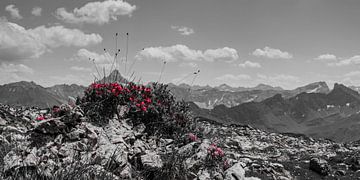 Roses des Alpes sur Walter G. Allgöwer