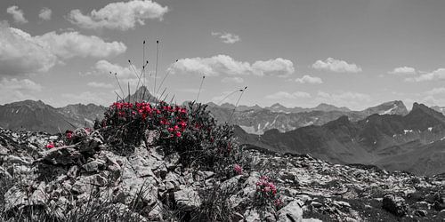 Alpine Roses