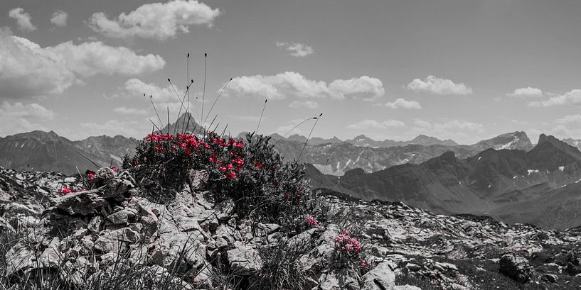 Alpenrosen von Walter G. Allgöwer