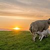 Texelse schaap met lammetjes laatste slokjes van Texel360Fotografie Richard Heerschap