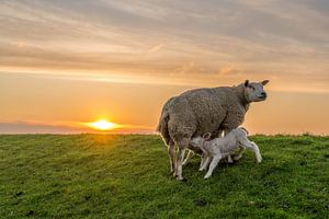 Texelschaf mit Lämmern letzte Schlucke