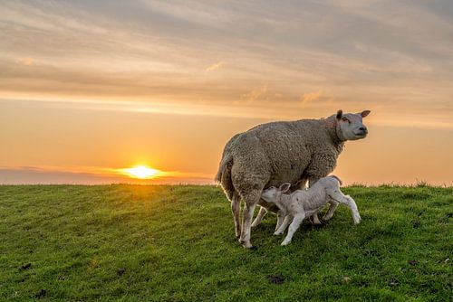 Texelse schaap met lammetjes laatste slokjes van Texel360Fotografie Richard Heerschap