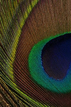 Kleurenpracht: Het oog van de pauwenveer van Marjolijn van den Berg