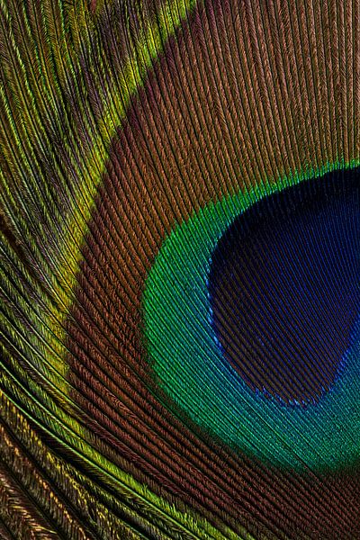 Buntheit: Das Auge der Pfauenfeder von Marjolijn van den Berg