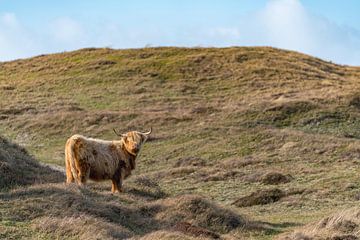 Highlander-Birnenraum Texel von Texel360Fotografie Richard Heerschap