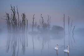 Tusschenwater im Nebel von John Leeninga