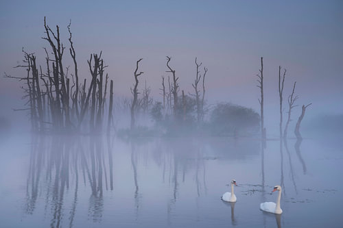 Tusschenwater in the mist